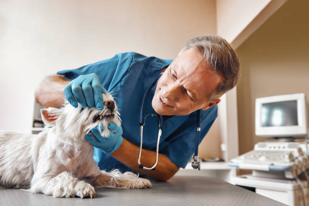 Best Weekend Emergency Dentist in Auburn, NY